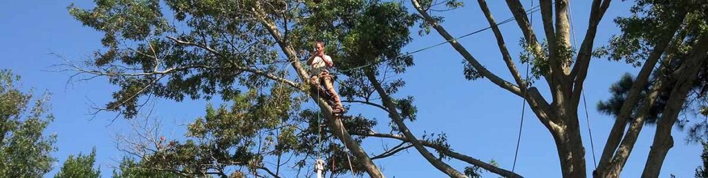 Tree removal services performed by The Whole 9 Tree Service