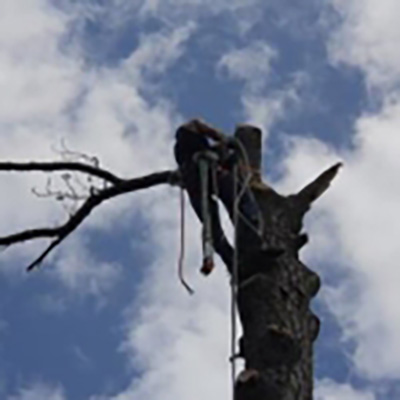 Professional tree climber cutting down large Pine Tree in Virginia Beach