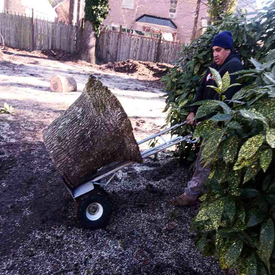 Tree removal without heavy equipment