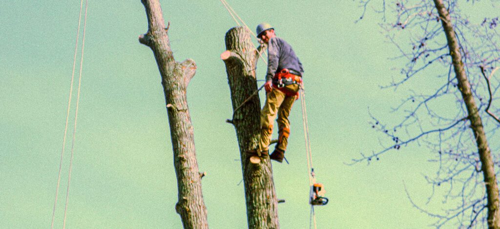 Website cover Photo for The Whole 9 Tree Service