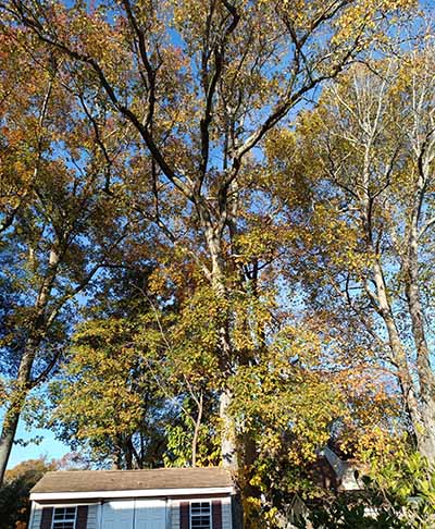 Large Sweet Gum Tree located behind shed