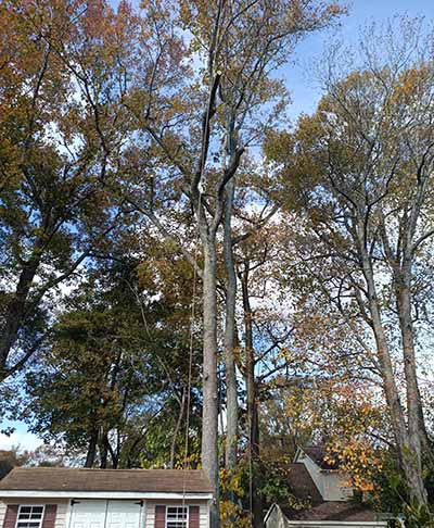 Sweet Gum Tree Removal in Chesapeake