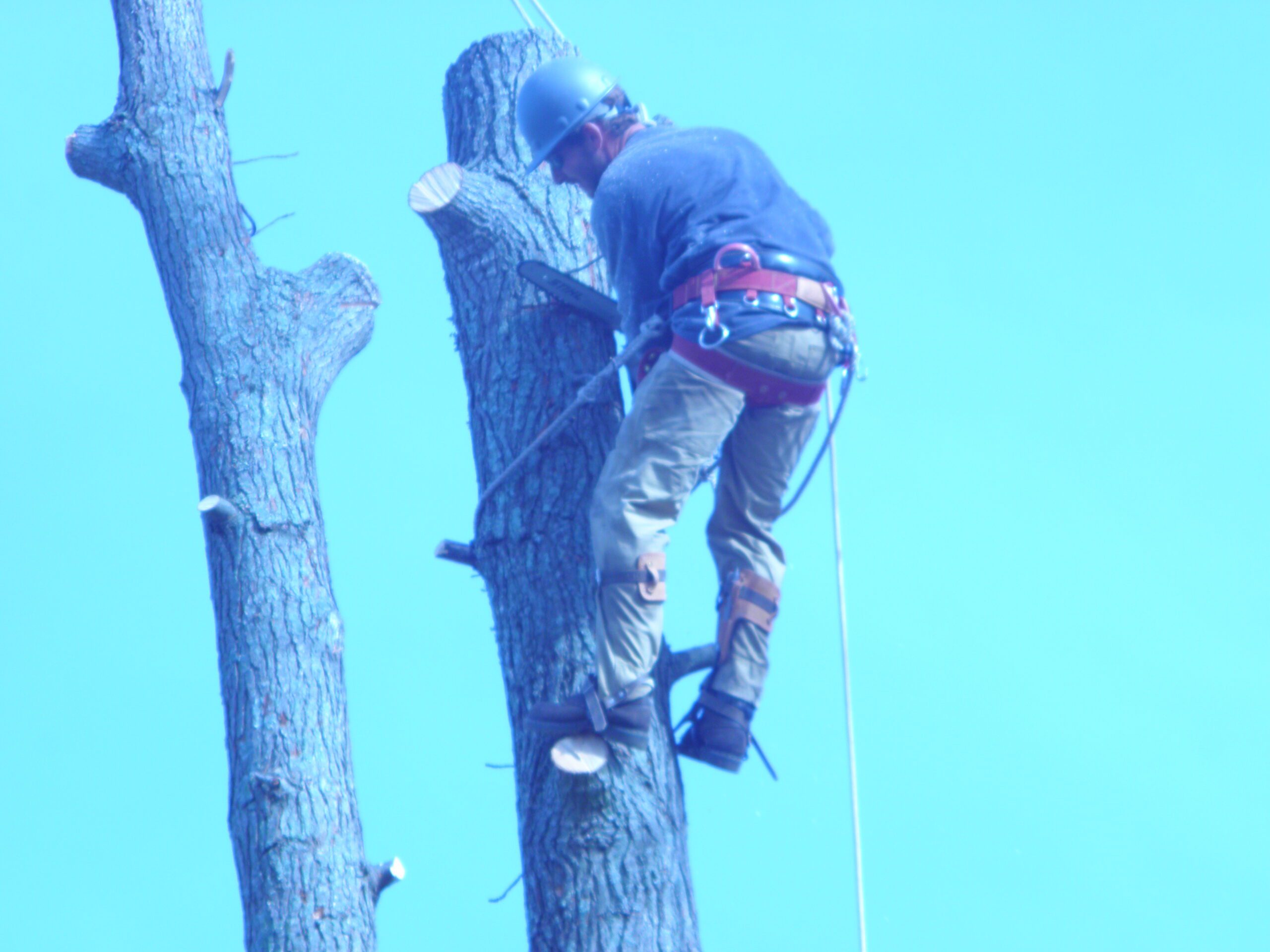 Professional arborist performing tree removal services