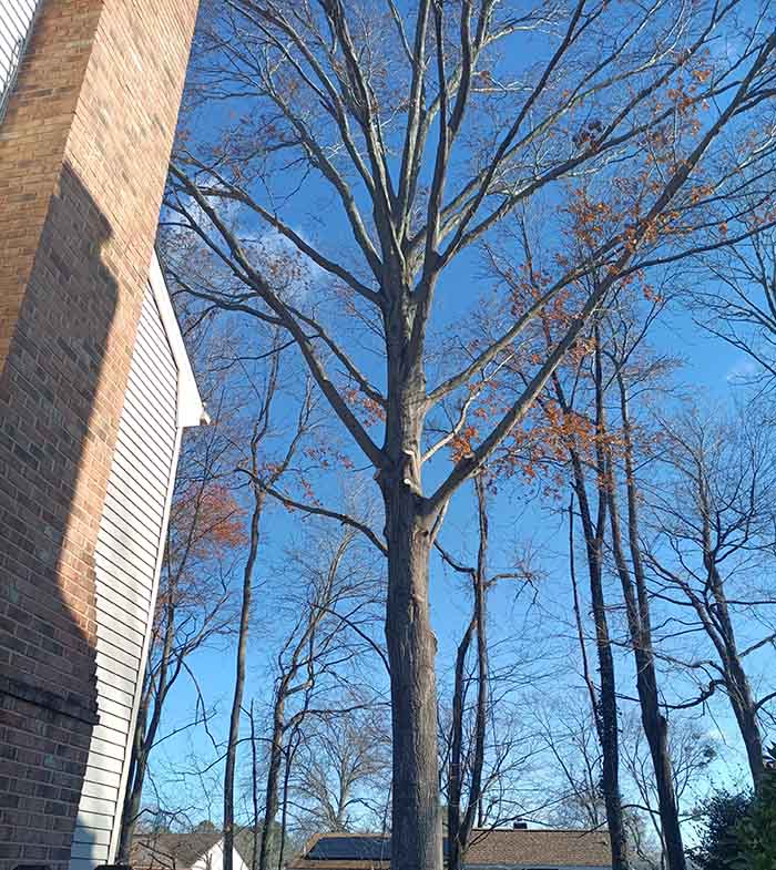 Oak tree pruned away from house