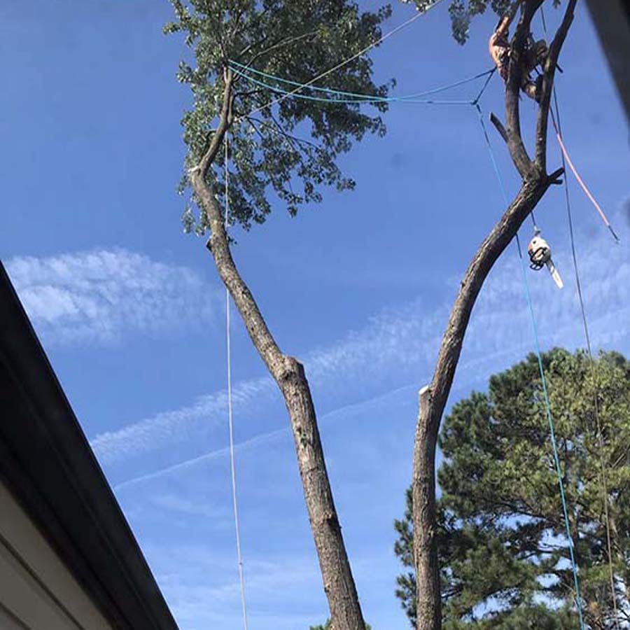 Removing a Maple Tree close to house in Kempsville