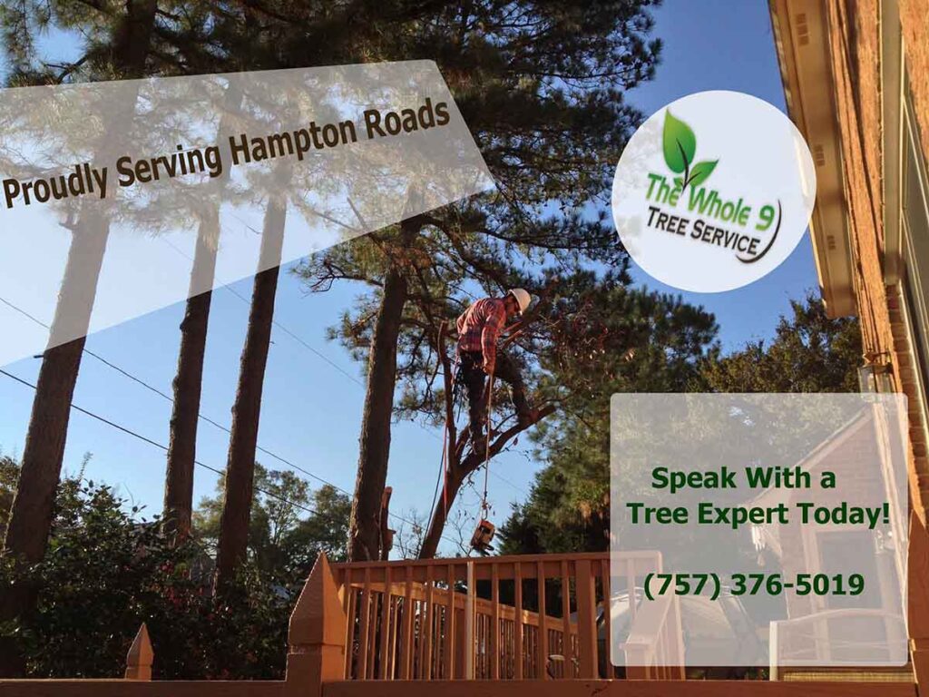 Small Tree Removal Services in Chesapeake