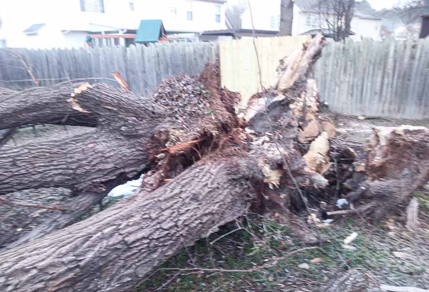 A large multi-trunk oak tree split at the base and fallen on the ground after a severe storm with broken branches and exposed wood.