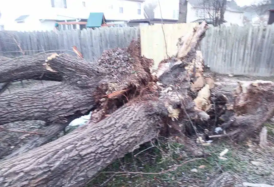 A large multi-trunk oak tree split at the base and fallen on the ground after a severe storm with broken branches and exposed wood.