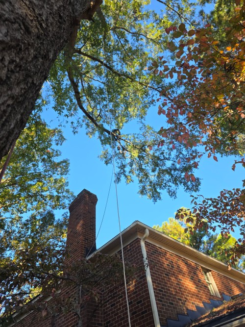Arborist in harness maneuvering through the canopy of a massive willow oak tree overhanging a residential home in Chesapeake, VA.