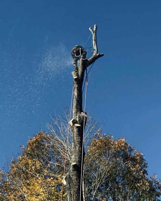 Climber cutting large tree trunk in sections for professional tree removal by Whole 9 Tree Service.