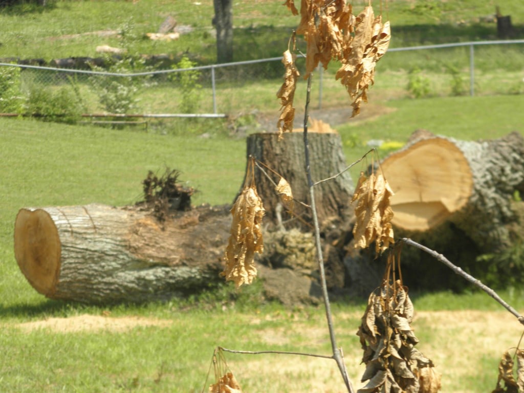 A massive multi-trunk oak tree with its base split into three distinct sections, separated after a severe storm wind event. The split extends down to the roots, showing shattered, jagged wood and exposed inner bark on a damaged hardwood tree in a suburban yard.