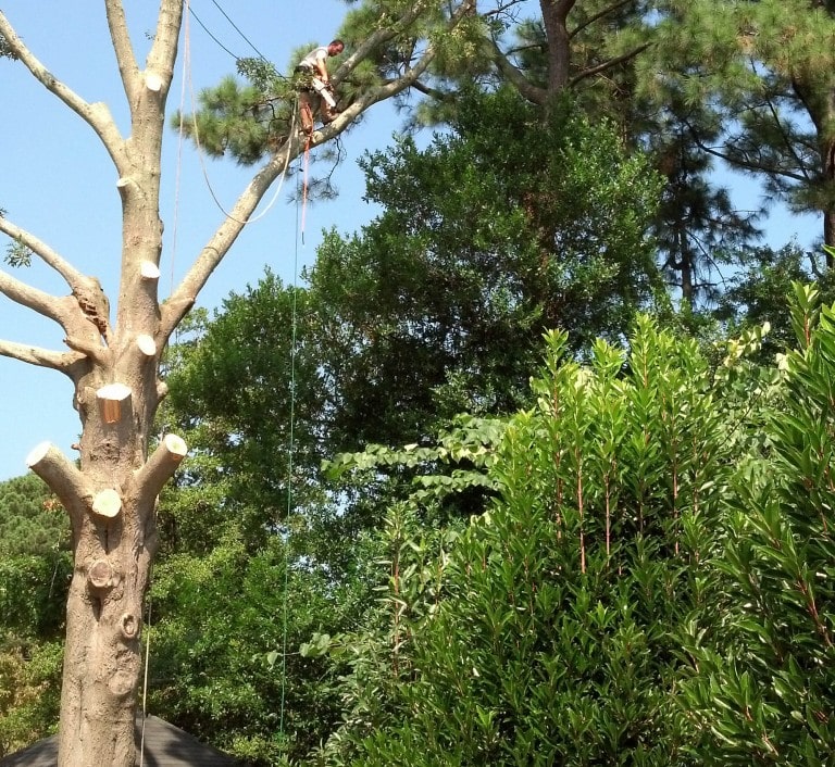 Tree climber performing specialized limb walking to remove branch from a giant oak tree close to home in Chesapeake.