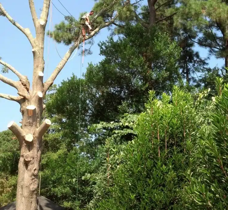 Tree climber performing specialized limb walking to remove branch from a giant oak tree close to home in Chesapeake.