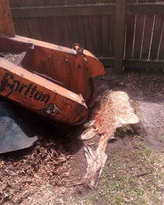 A specialized tree service operator maneuvers an industrial stump grinder to chew through a large stump, turning it into wood chips on a residential lawn.