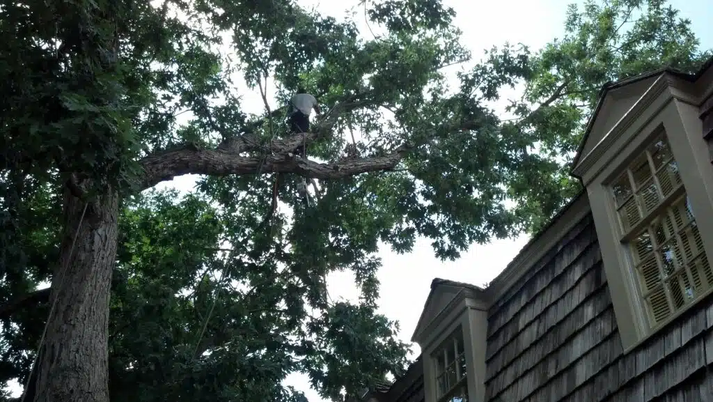 Whole 9 Tree Service climber using professional arborist ropes to traverse a high branch, using a chainsaw to prune a large White Oak tree.